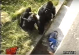 Un Bambino nella gabbia del Gorilla