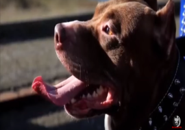 La forza di un Pitbull